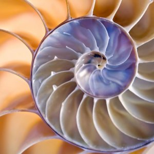 Priscilla Pellegrini